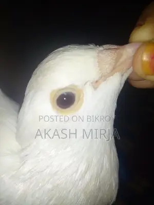 A pair of pigeons for sale