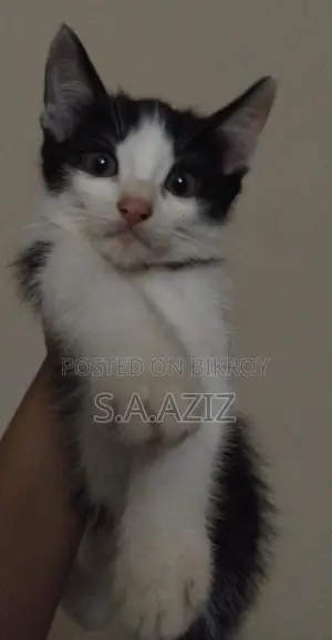 Mixed Breed Kitten For Sale