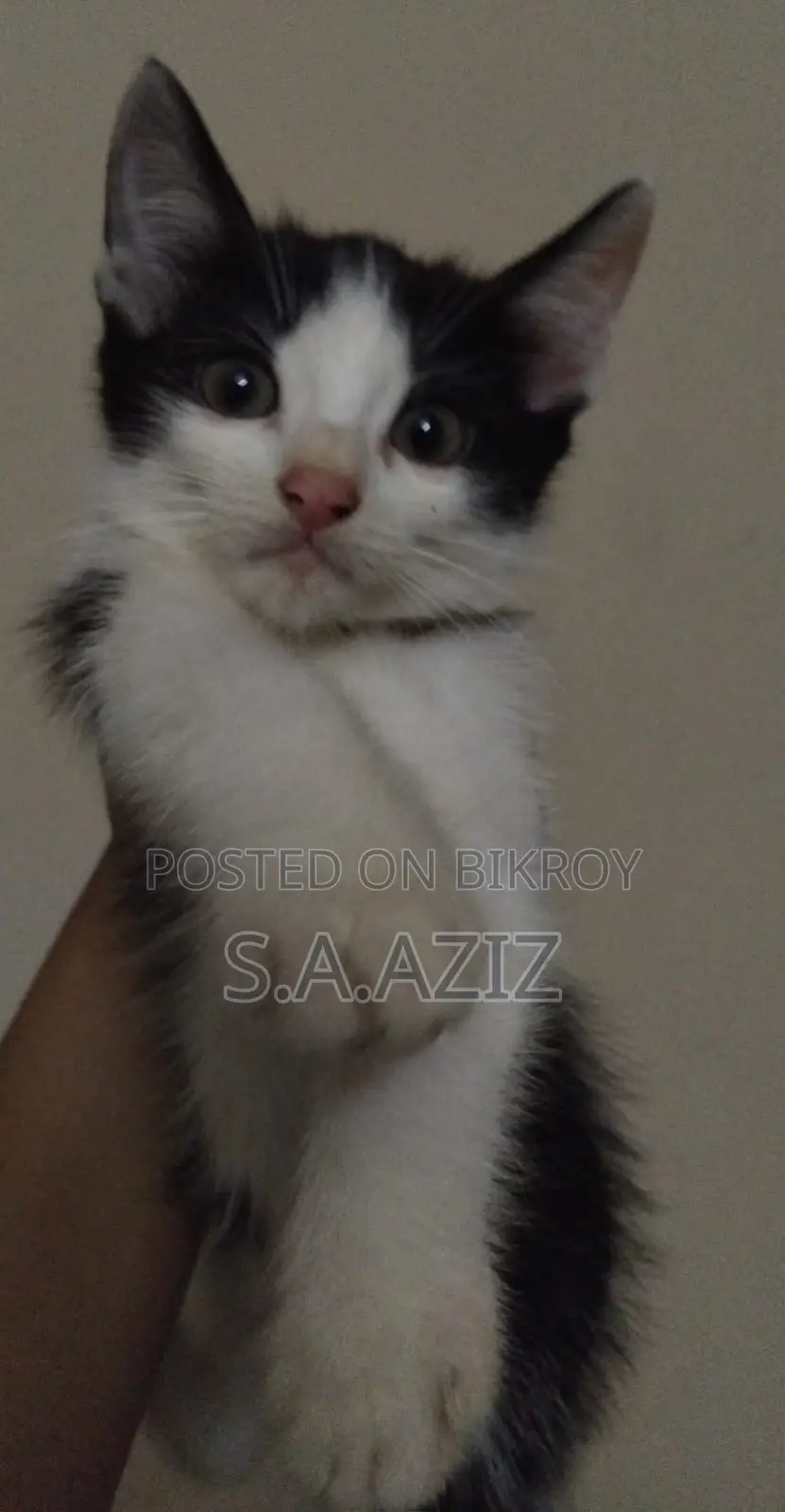 Mixed Breed Kitten For Sale