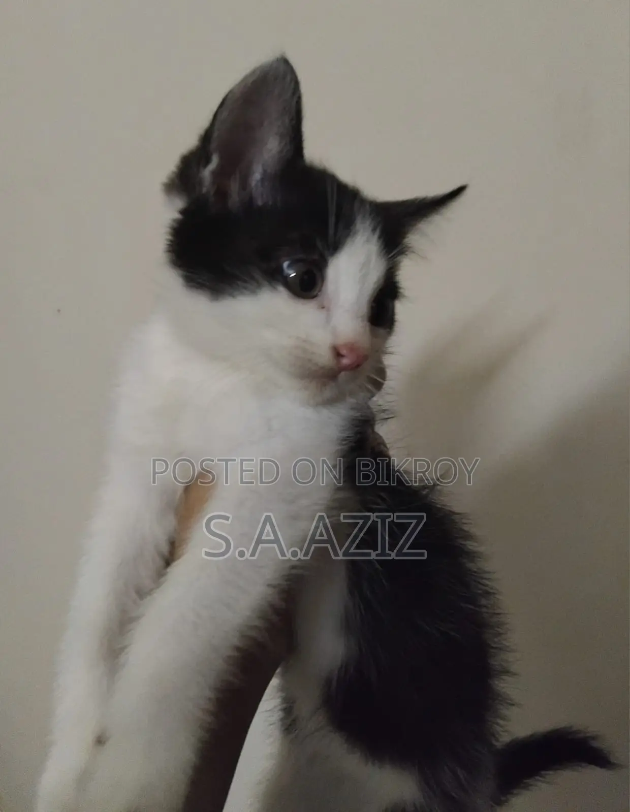 Mixed Breed Kitten For Sale