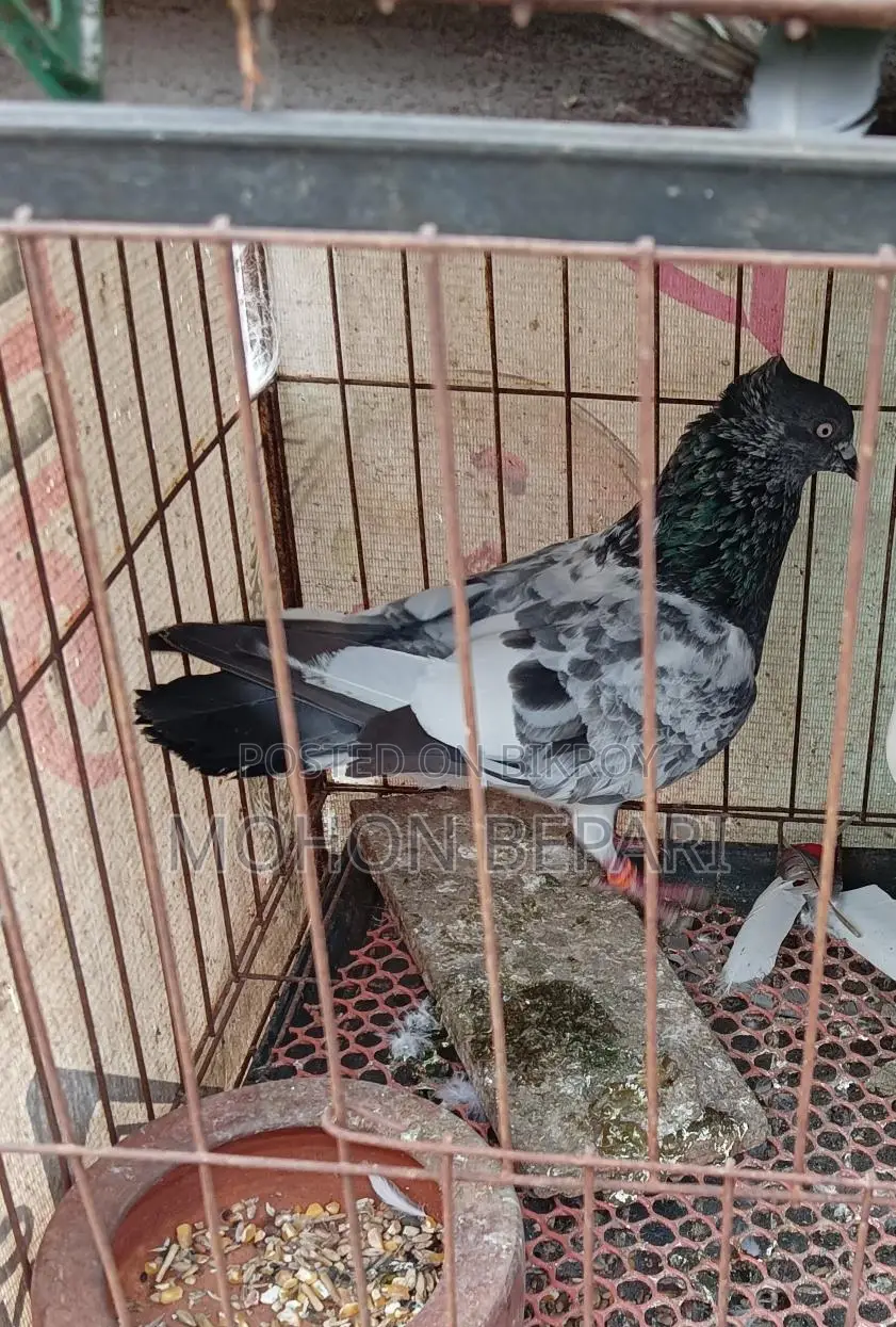 Giribaz Male Pigeon