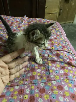 বিড়ালের ছোট তিনটি বাচ্চা