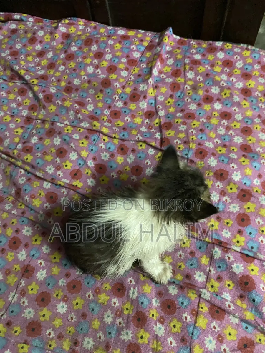 বিড়ালের ছোট তিনটি বাচ্চা