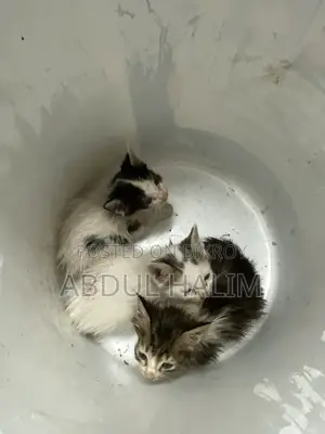 বিড়ালের ছোট তিনটি বাচ্চা