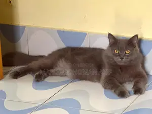 পার্সিয়ান বিড়াল বিক্রি হবে