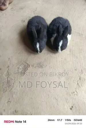 High-Quality Rabbits