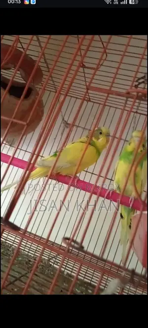 Running Budgie Pair
