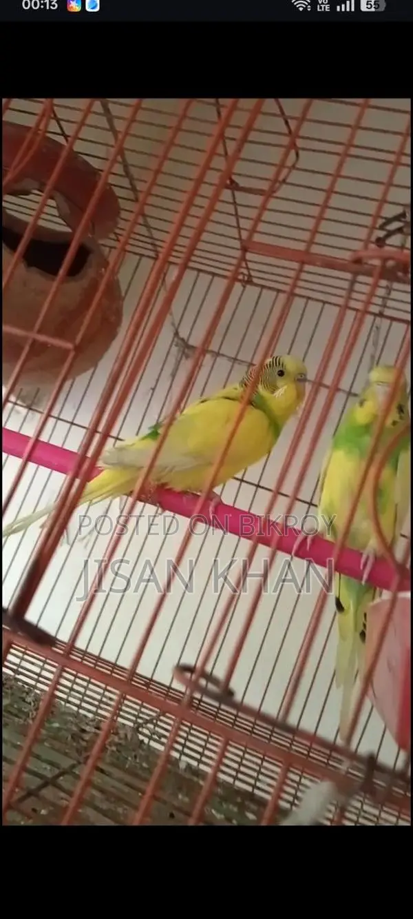 বাজিগার রানিং পেয়ার