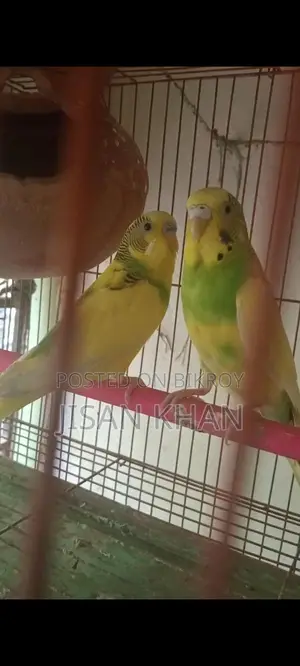 বাজিগার রানিং পেয়ার