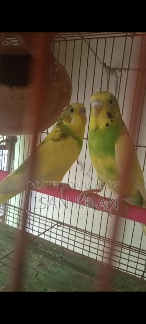 বাজিগার রানিং পেয়ার