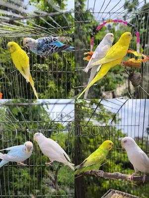 খুব শখের ৪ জোড়া রানিং কলার ফুল বাজরিগার পাখি বিক্রিয় করা হবে