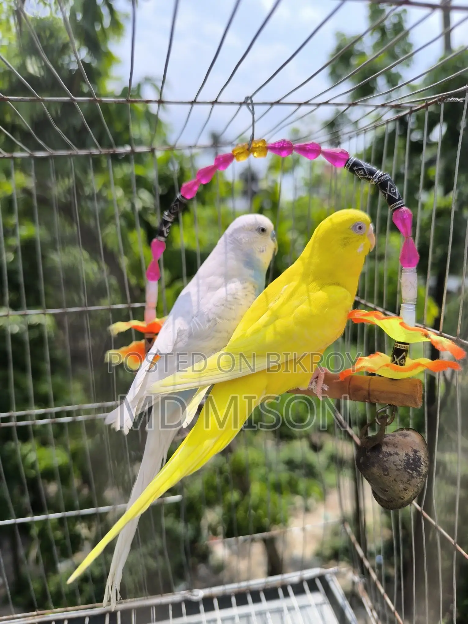 4 Pairs of Running Color Full Budgie Birds for Sale