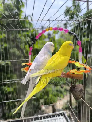 4 Pairs of Running Color Full Budgie Birds for Sale
