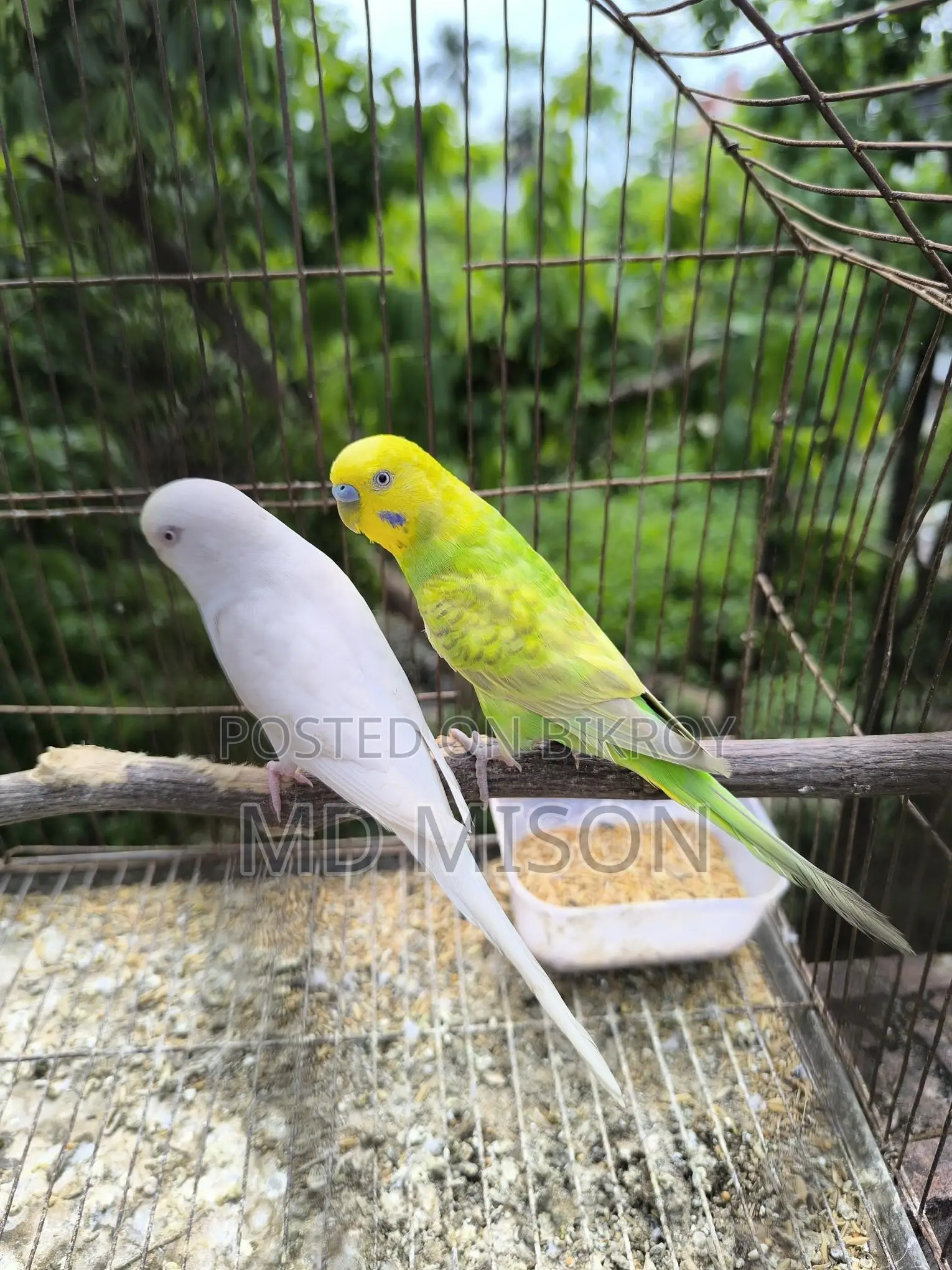 4 Pairs of Running Color Full Budgie Birds for Sale