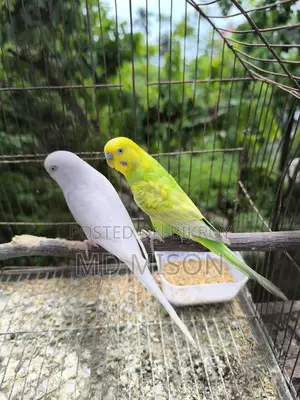 4 Pairs of Running Color Full Budgie Birds for Sale