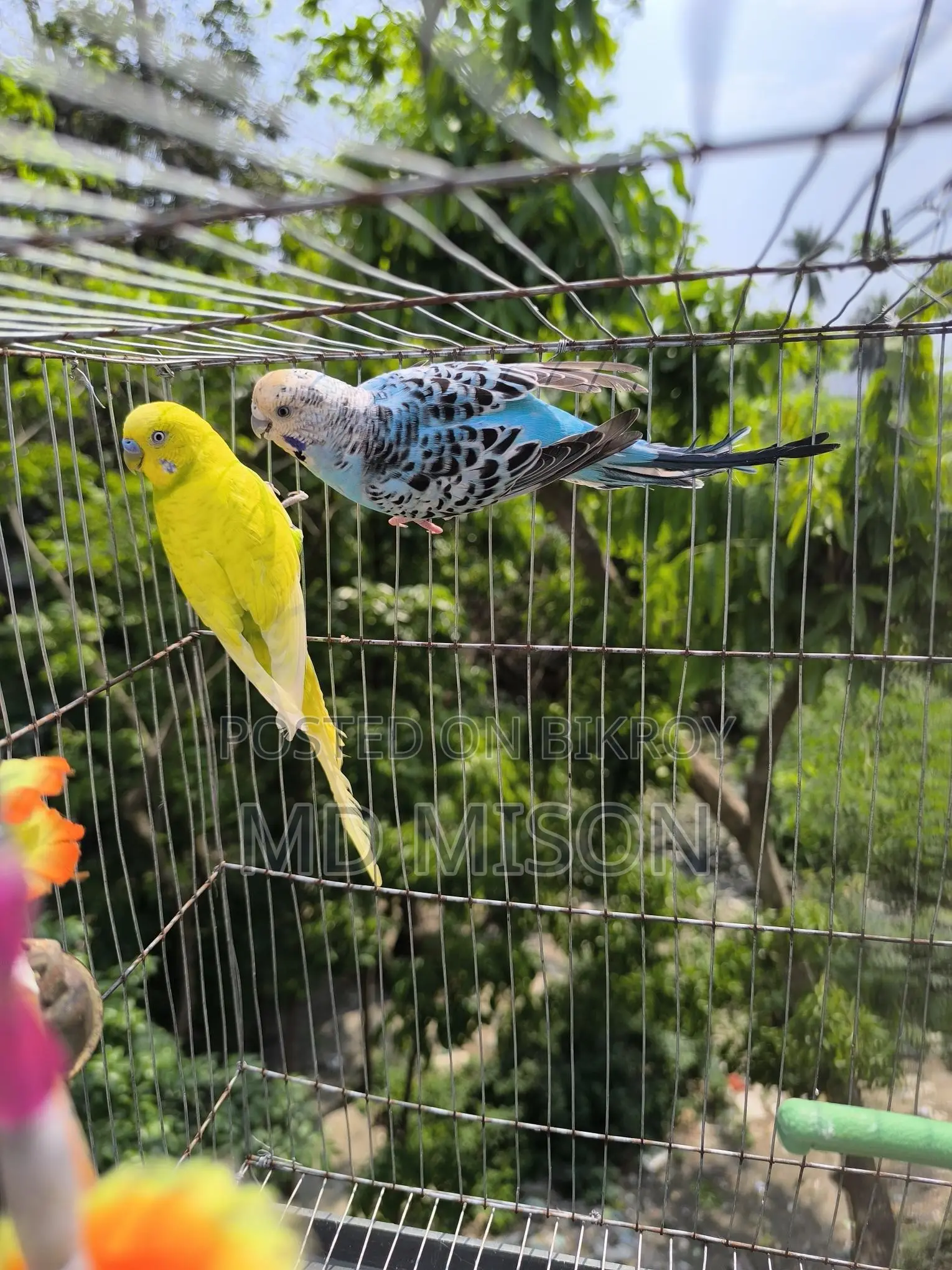 4 Pairs of Running Color Full Budgie Birds for Sale