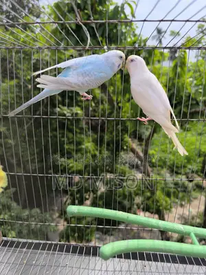 4 Pairs of Running Color Full Budgie Birds for Sale