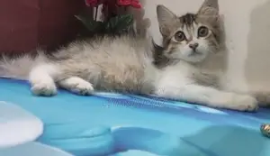 Mixbrid Persian Cat