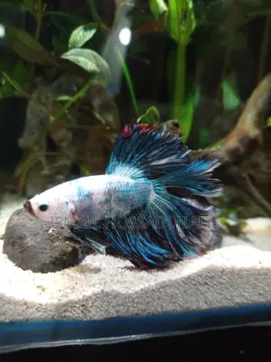 Imported Beta Fish