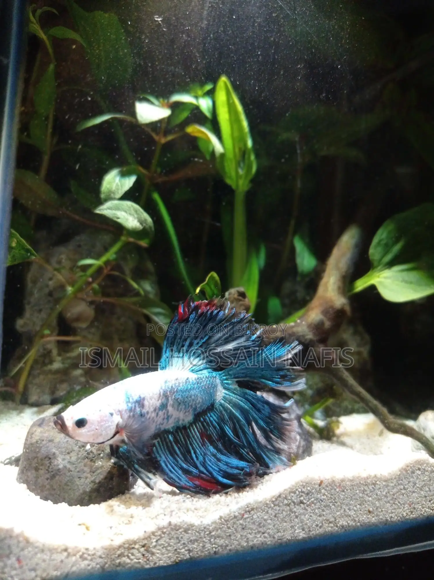 Imported Beta Fish