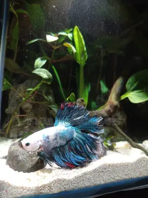 Imported Beta Fish