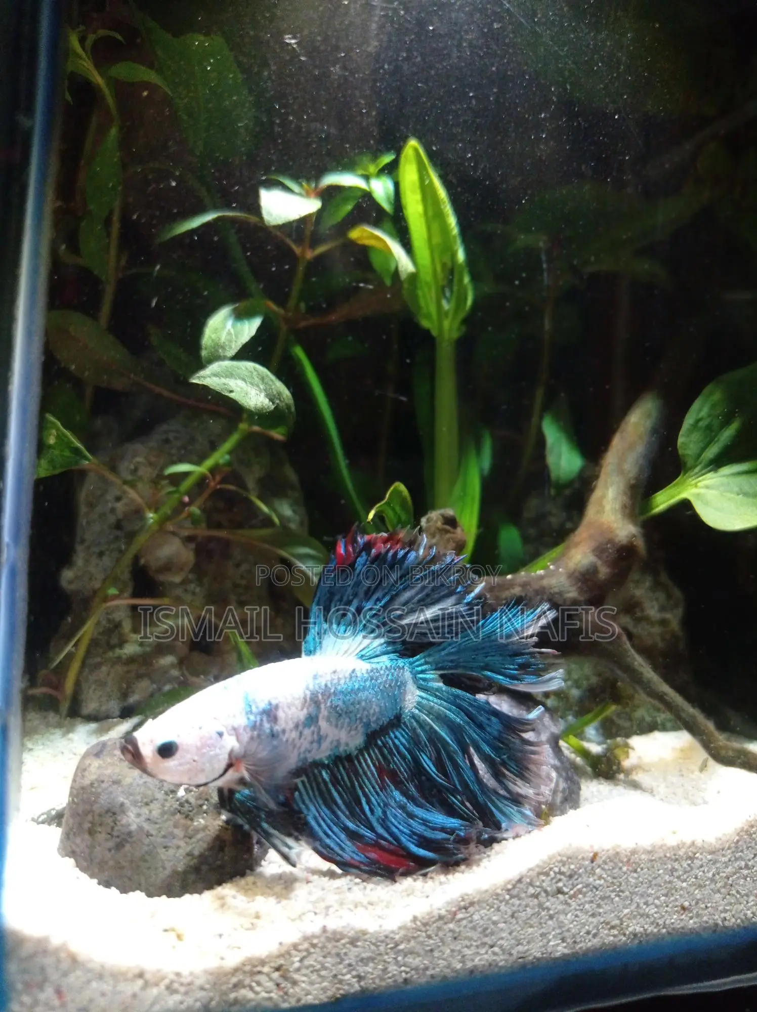 Imported Beta Fish