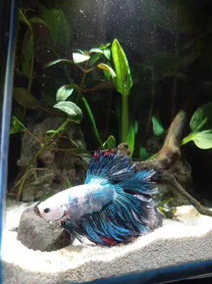 Imported Beta Fish