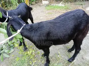 Two large-sized goats for sale.