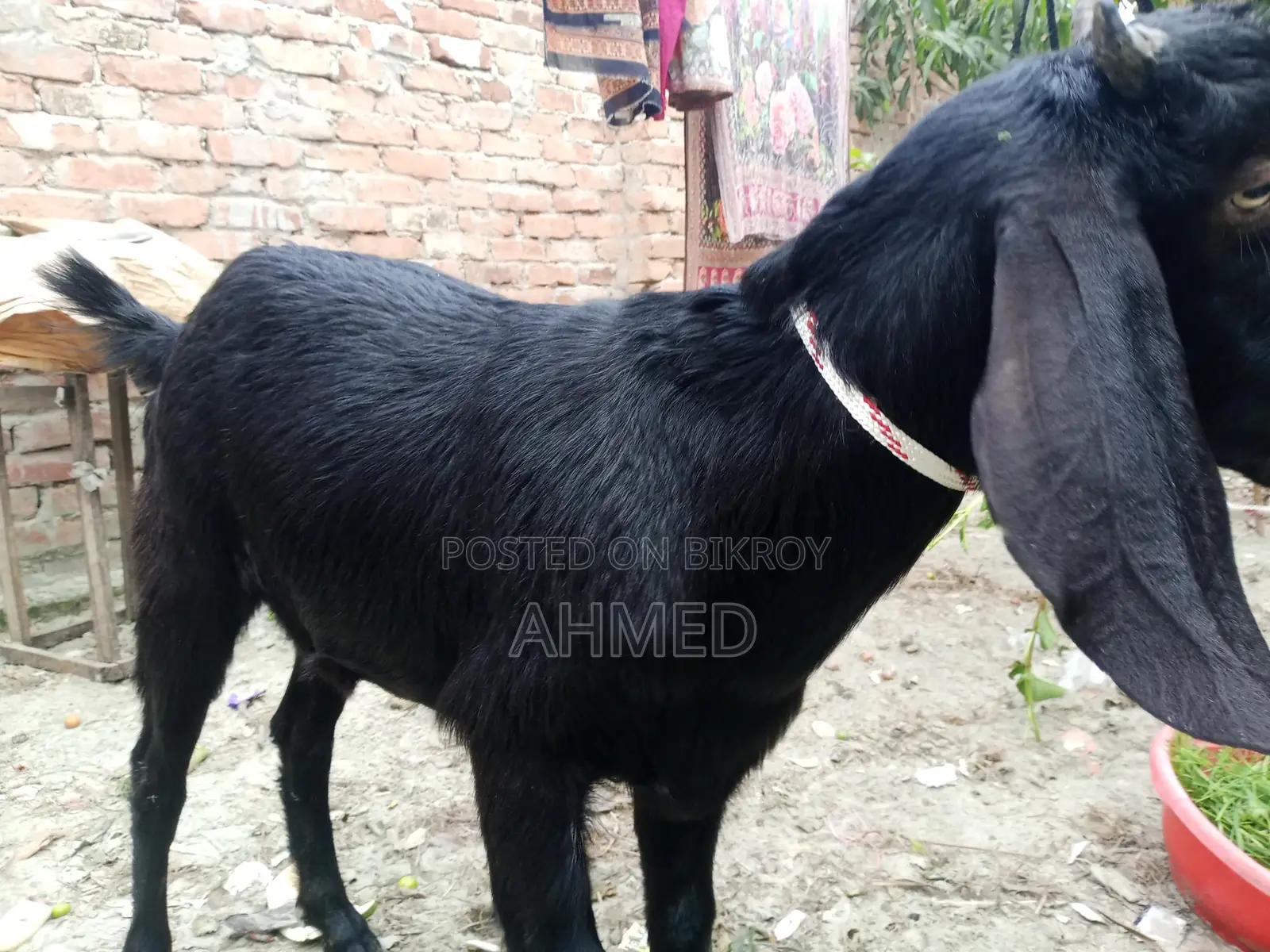 বড় সাইজের ২টি খাসি বিক্রই হবে।