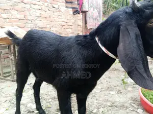 বড় সাইজের ২টি খাসি বিক্রই হবে।