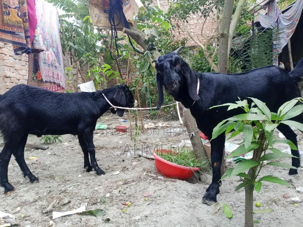 বড় সাইজের ২টি খাসি বিক্রই হবে।