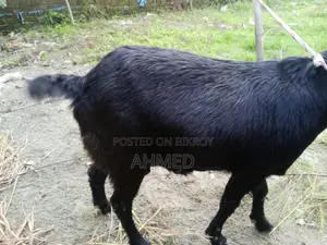 বড় সাইজের ২টি খাসি বিক্রই হবে।