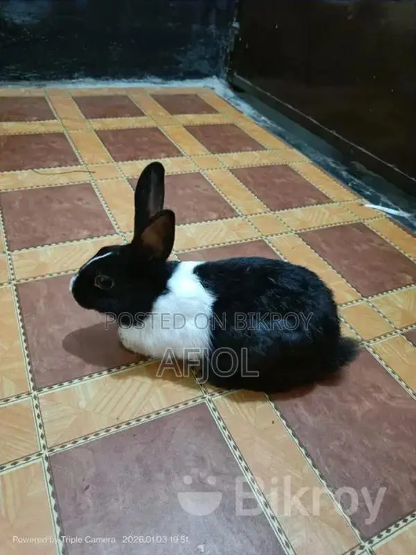3 Beautiful Male and Female Rabbits