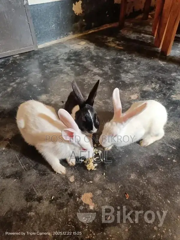 3 Beautiful Male and Female Rabbits