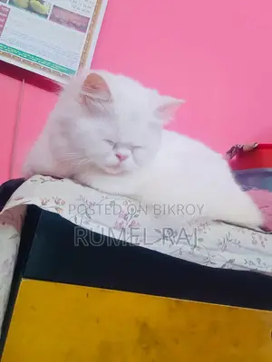 Pregnant cat