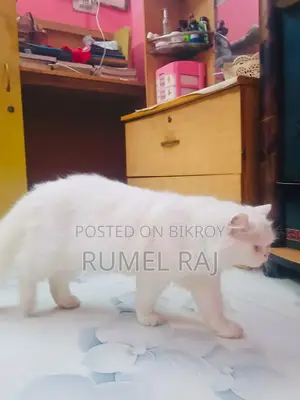 Pregnant cat
