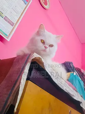 Pregnant cat