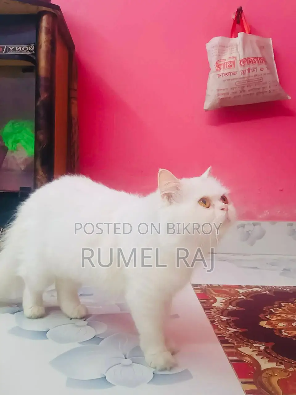 Pregnant cat