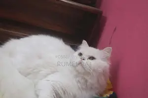 Pregnant cat