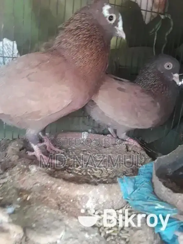 Mukhi Cross Breed