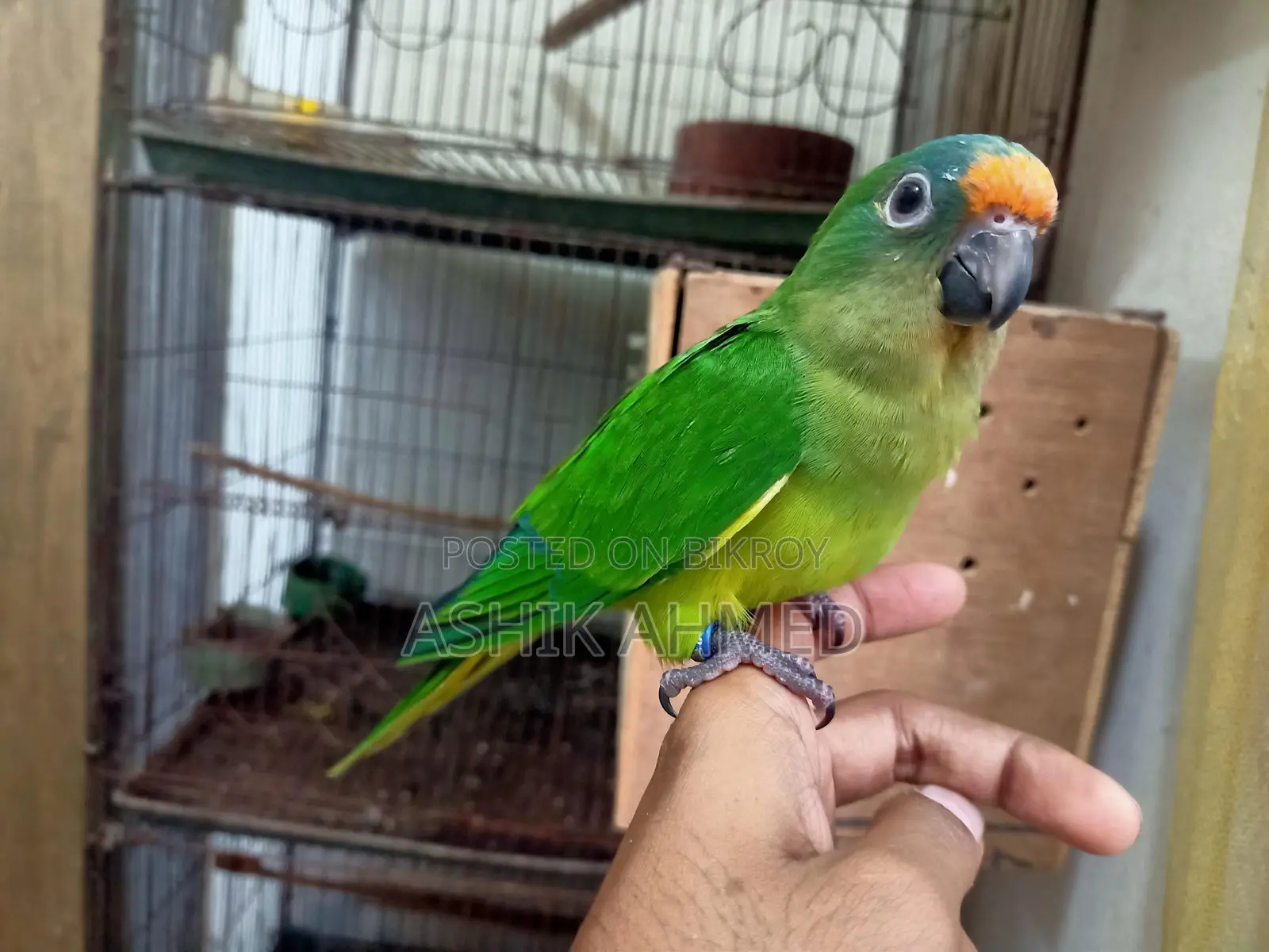Peach Fronted Conure Super Team