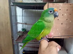 Peach Fronted Conure Super Team