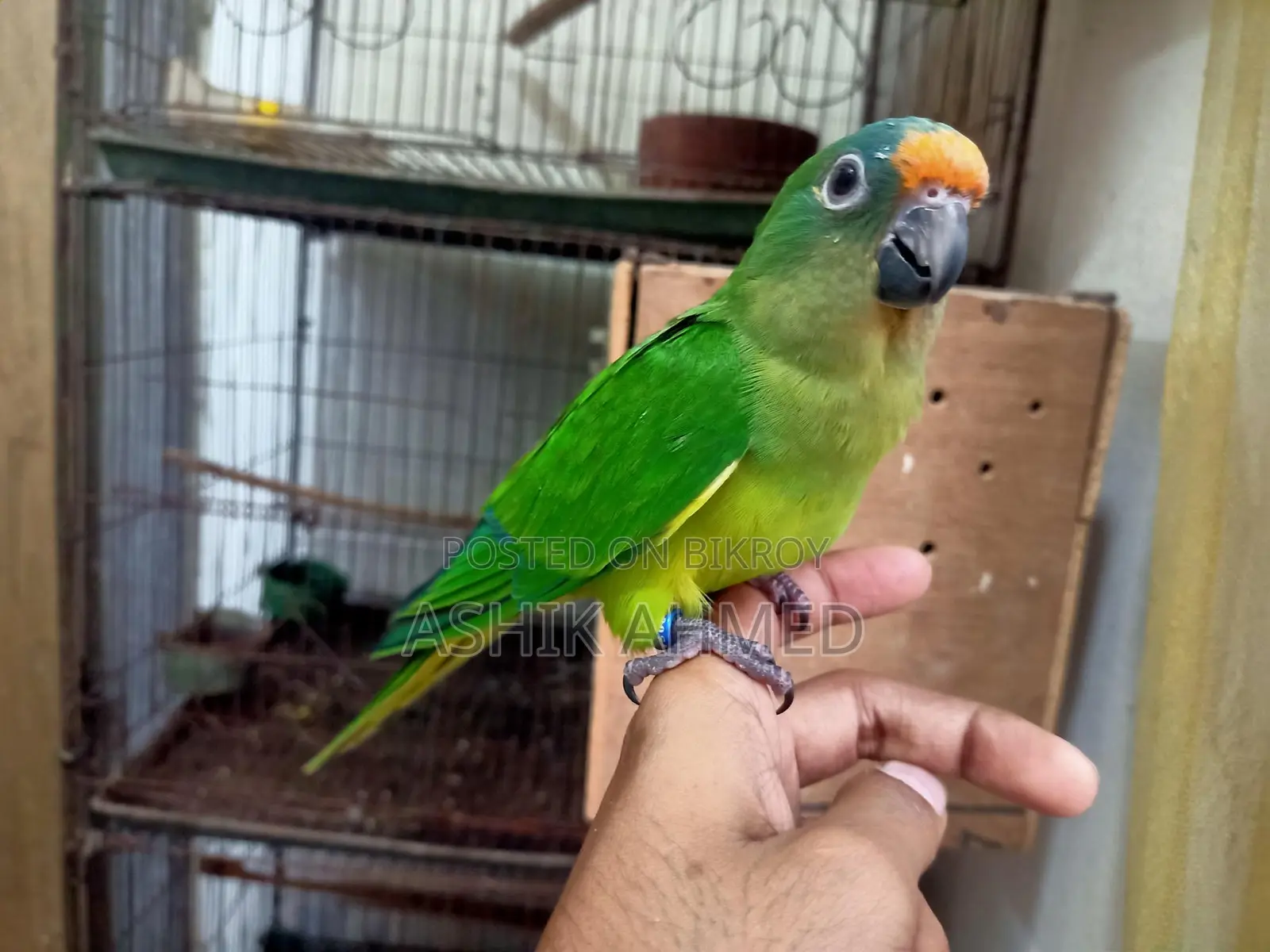 Peach Fronted Conure Super Team