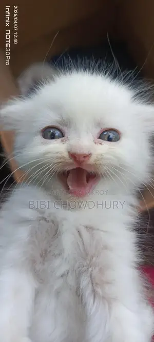 Persian Cat