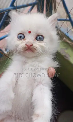 Persian Cat