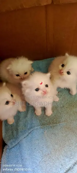 Persian Cat