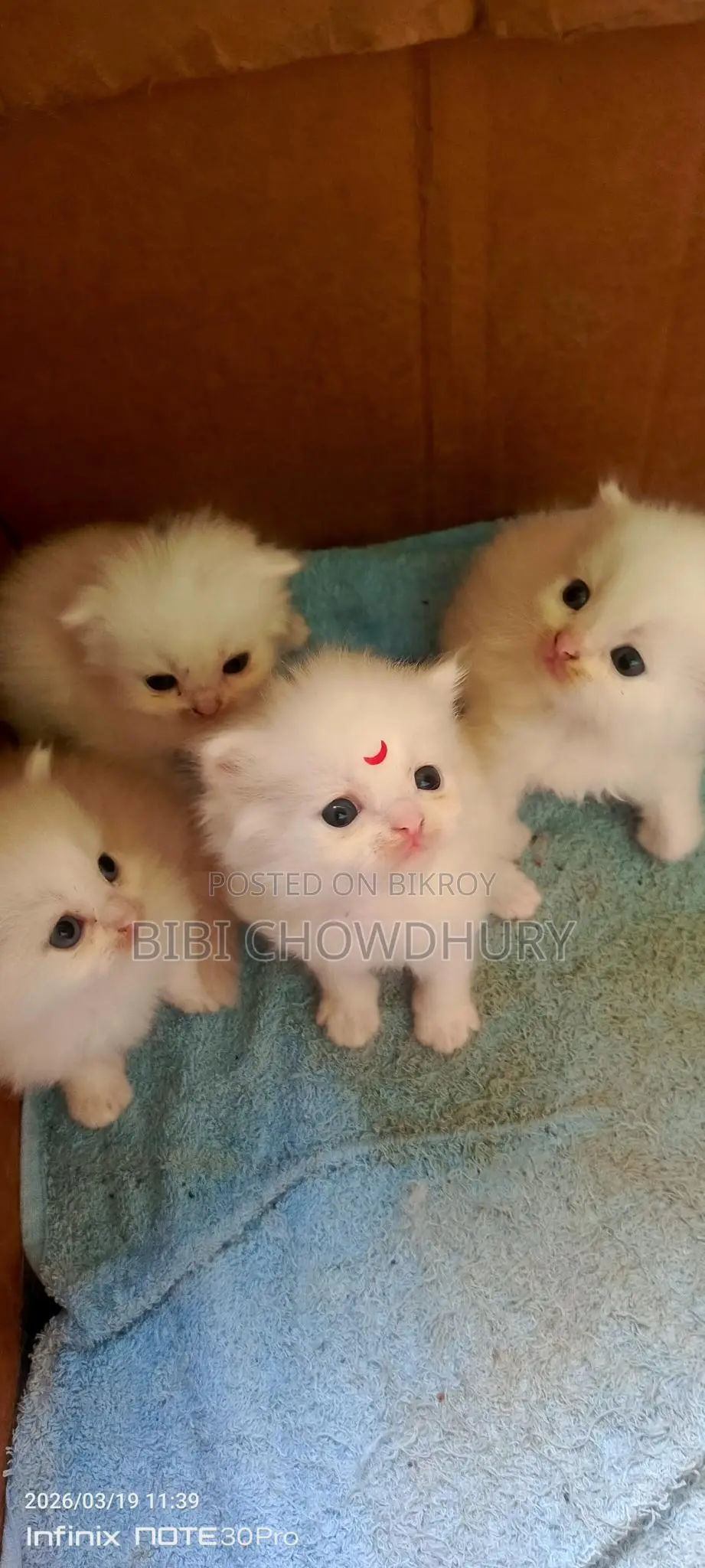Persian Cat