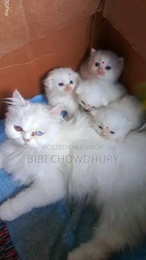 Persian Cat