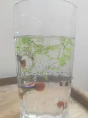 Full Red Rose Guppy