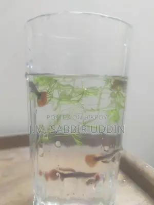 Full Red Rose Guppy